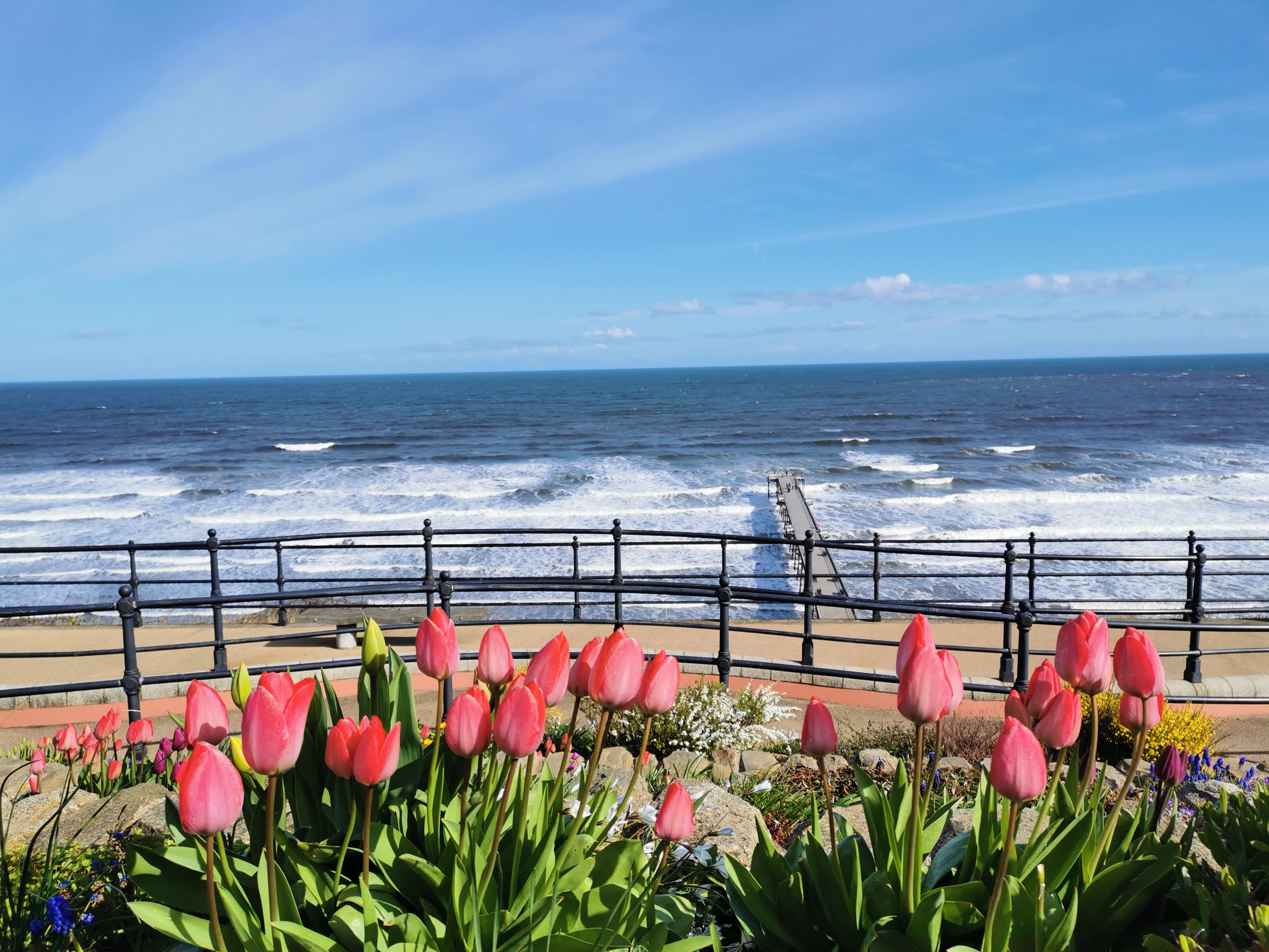 Facing the Sea with Spring Blossoms.jpg